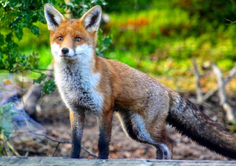 Wild Ireland Fox Habitat