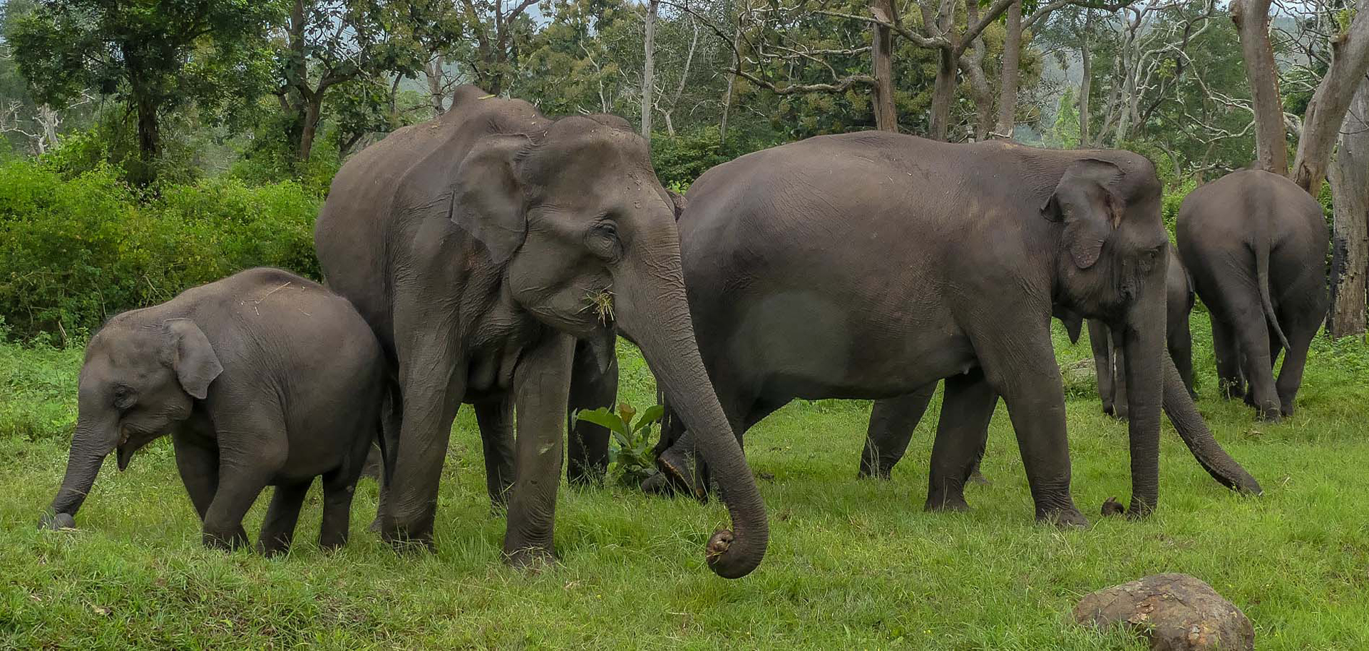 Zoológico SP Elephant Feeding Experience